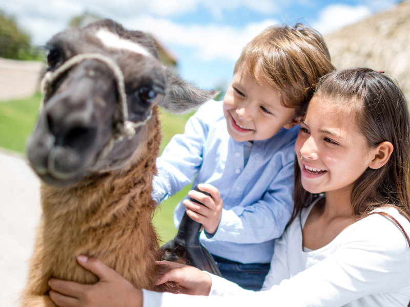 UAE: Are Kids Truly Enjoying Days Out At Animal Parks? Teachers Highlight The ‘Gap’