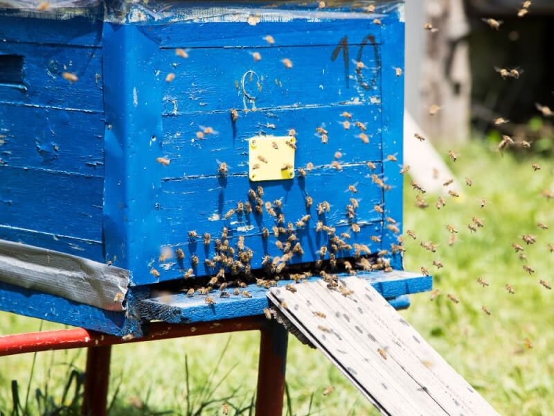 Sharjah Pioneers Organic Honey Production, Product To Hit Markets Soon